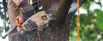 Best Utility Line Clearance  in Atkins, VA