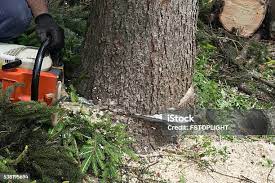 Best Tree Maintenance Programs  in Atkins, VA