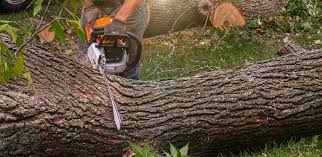 Atkins, VA Tree Services Company