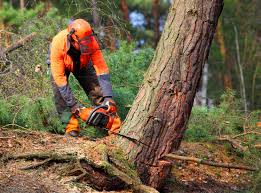  Atkins, VA Tree Services Pros