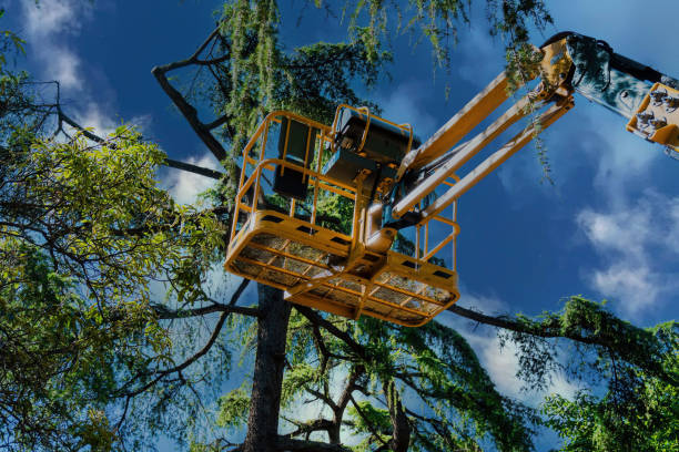 Best Tree Risk Assessment  in Atkins, VA