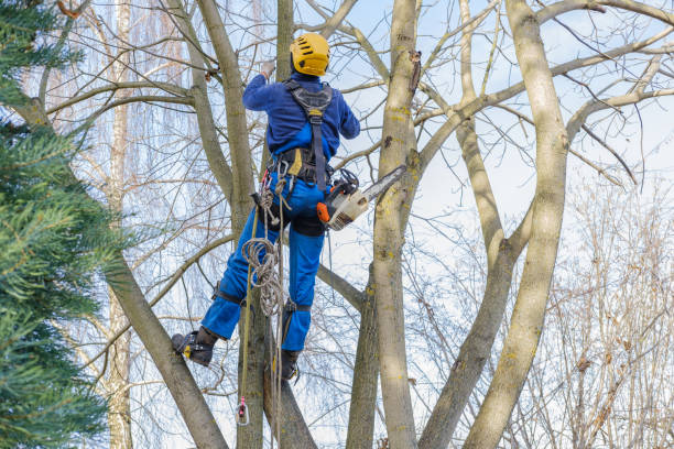 Best Lawn Maintenance Plans  in Atkins, VA