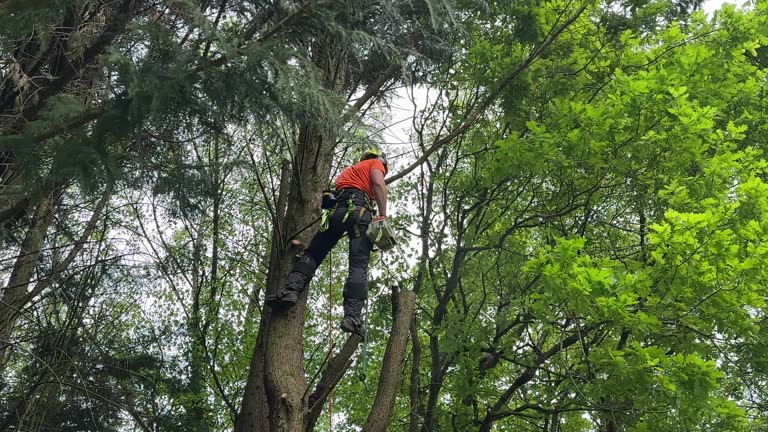 Best Hedge Trimming  in Atkins, VA