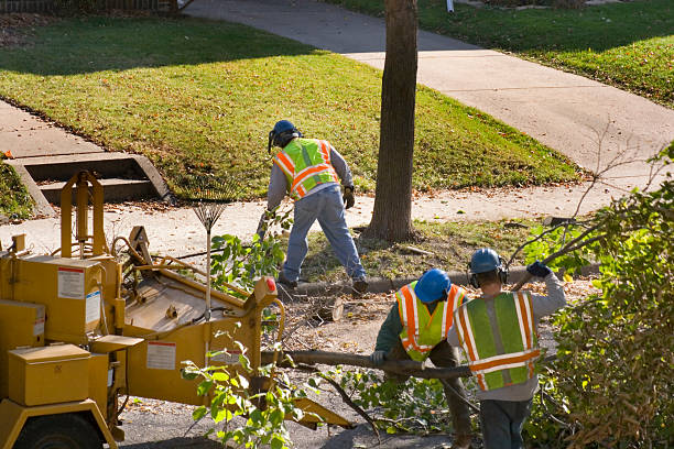 Best Palm Tree Trimming  in Atkins, VA