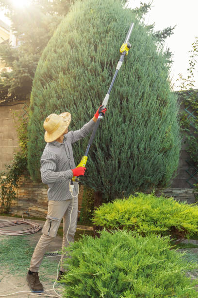 Best Organic Lawn Care Solutions  in Atkins, VA