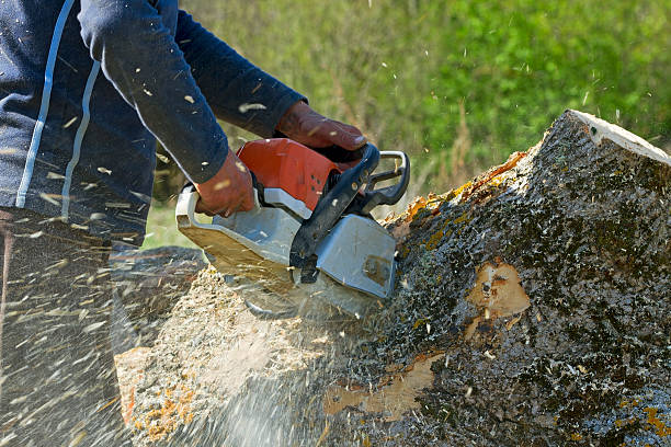 Best Arborist Consultation Services  in Atkins, VA