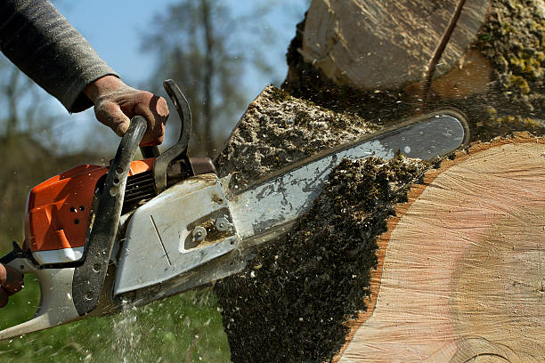 Best Stump Grinding and Removal  in Atkins, VA